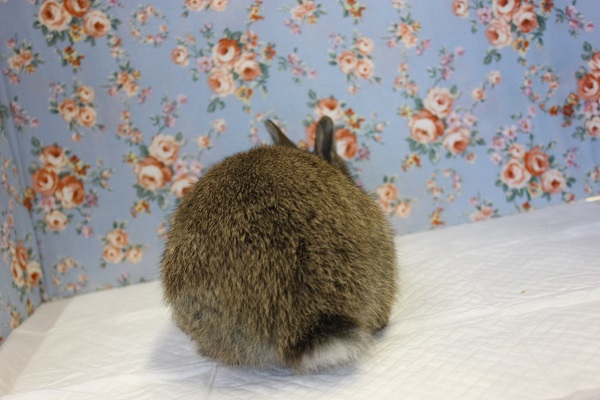 ドワーフラビット