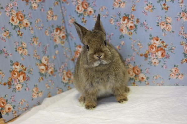 ドワーフラビット