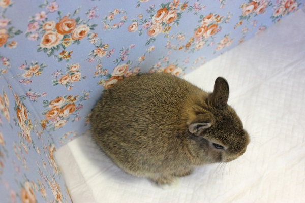 ドワーフラビット