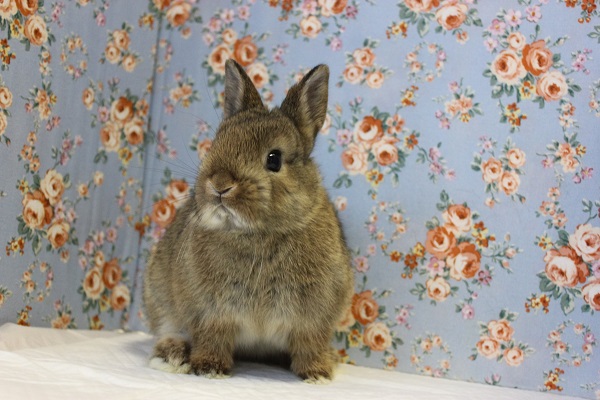 ドワーフラビット