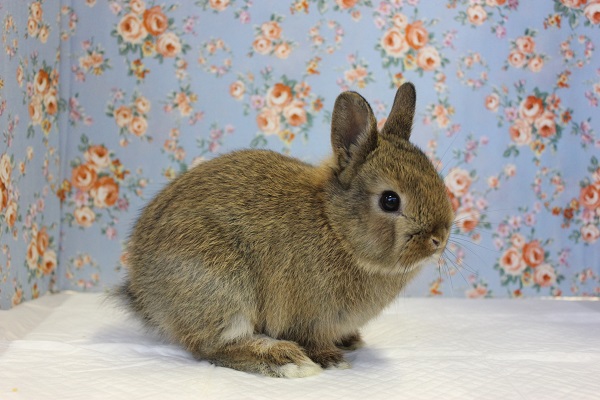 ドワーフラビット