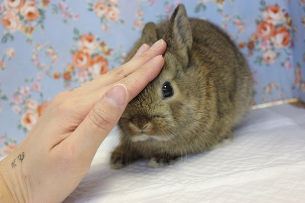 ドワーフラビット