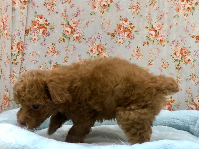 ぽちょりと座るよ!プードルくんきたよ! トイプードル