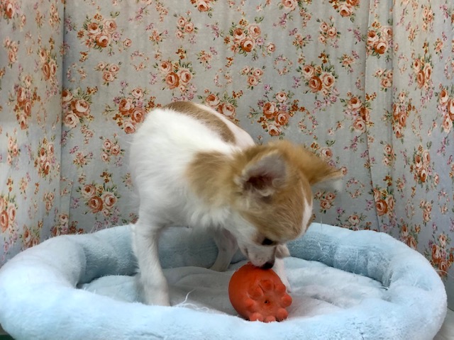 とにかく明るいチワワ君が来ましたよ〜 チワワ