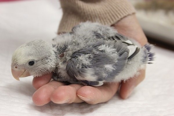コザクラインコ（小桜インコ）
