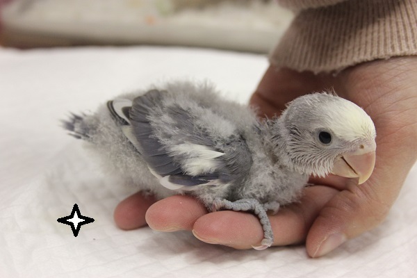 コザクラインコ（小桜インコ）