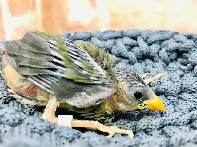 チモールセイコウチョウ