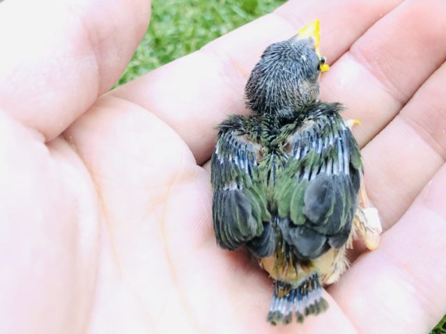 チモールセイコウチョウ