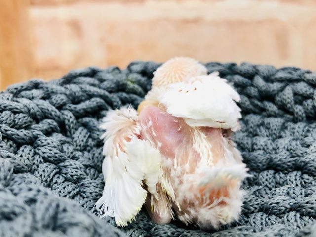 人気の白です 白文鳥 R4 12/1撮影 白文鳥