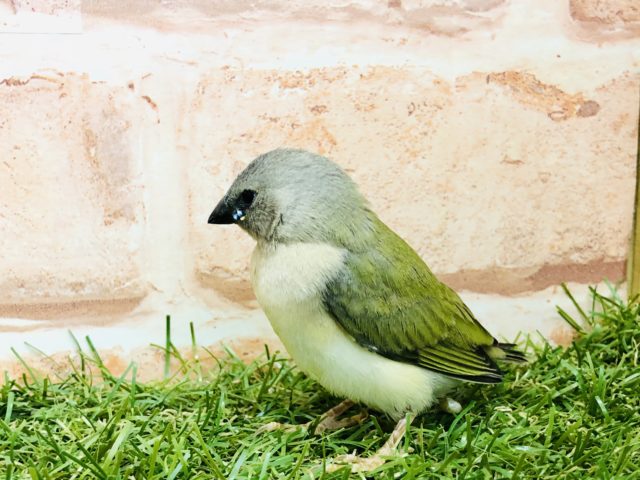 コキンチョウのヒナ第二弾! コキンチョウ ノーマル R4 12/1撮影 コキンチョウ