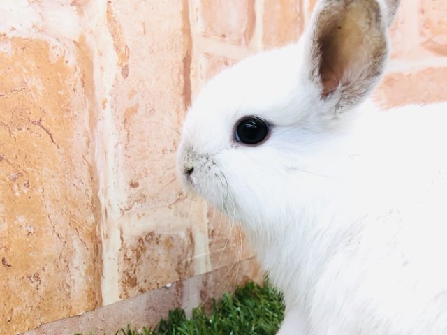 ロップイヤーラビット