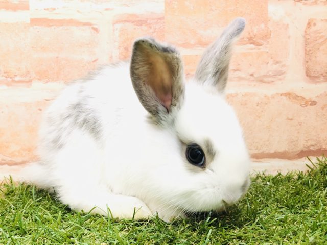 ロップイヤーラビット