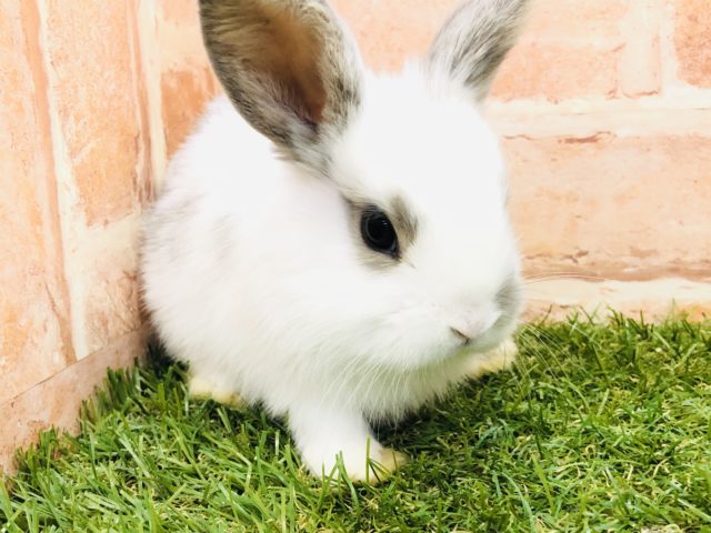 ロップイヤーラビット