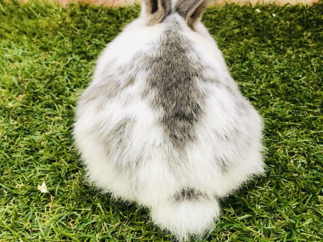 ロップイヤーラビット