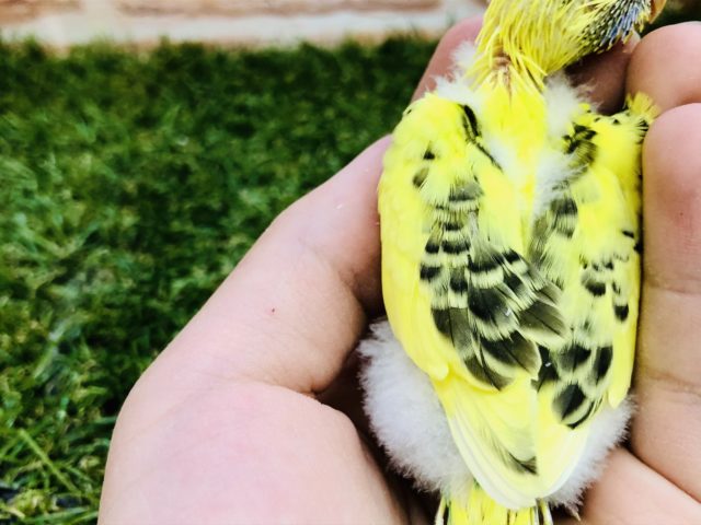 セキセイインコ