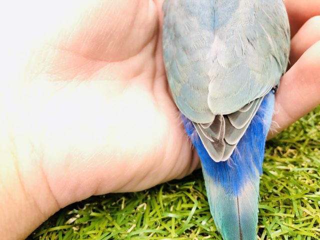 コザクラインコ（小桜インコ）