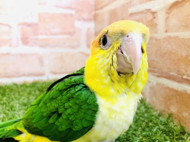 シロハラインコ