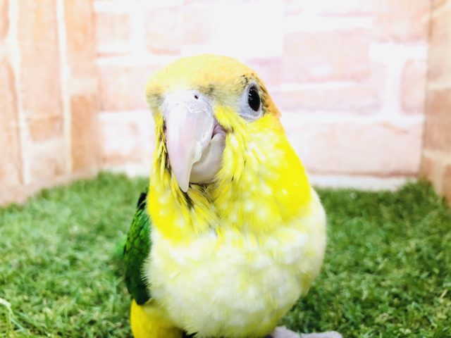 シロハラインコ