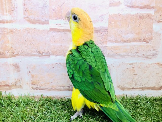 シロハラインコ
