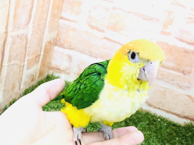 あれ?羽が生えた犬ですか? シロハラインコ R4 12/31撮影 シロハラインコ