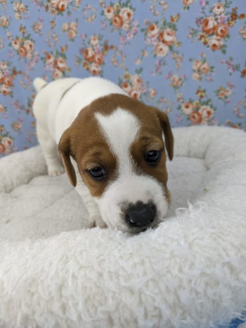 ジャックラッセルテリア