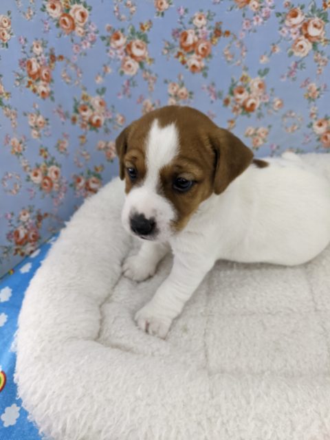 ジャックラッセルテリア