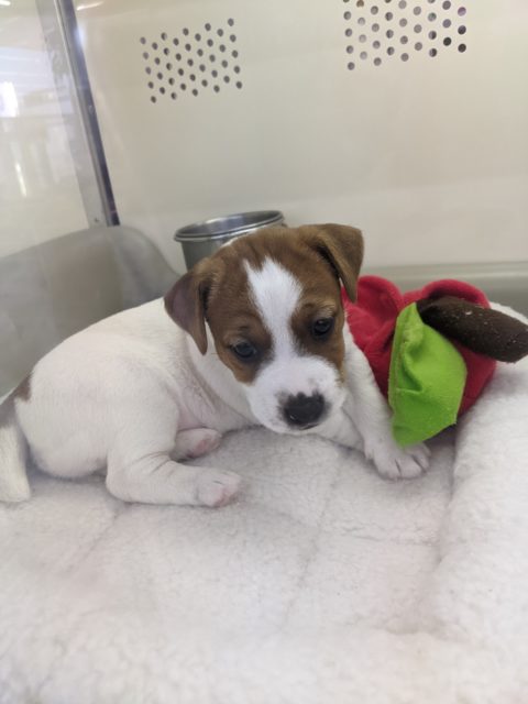 ジャックラッセルテリア