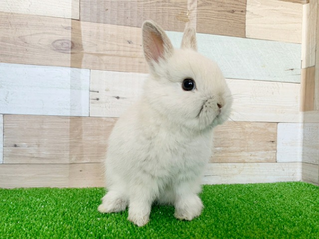 ネザーランドドワーフ