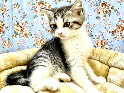 スコティッシュフォールド