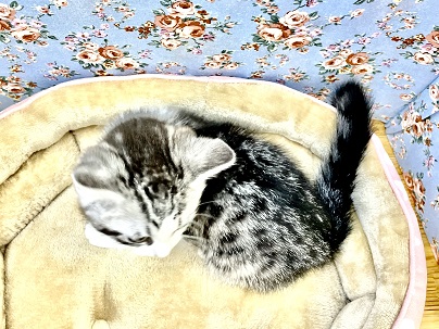 スコティッシュフォールド