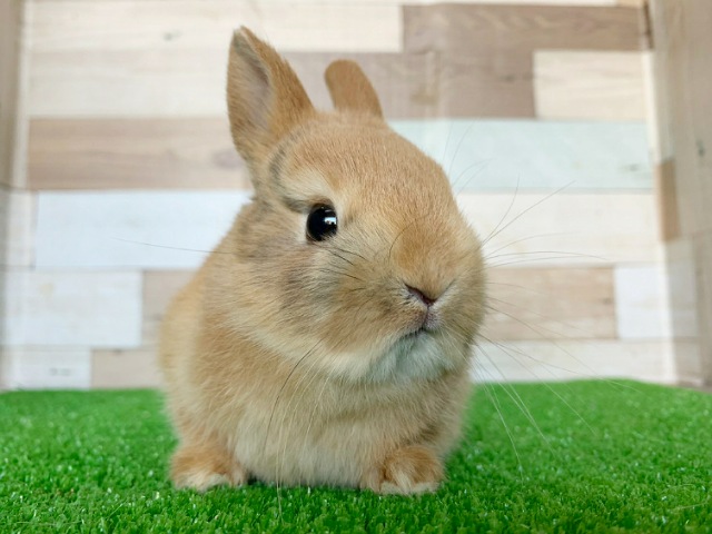 ミニウサギ