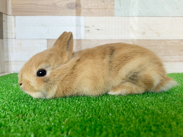 ミニウサギ