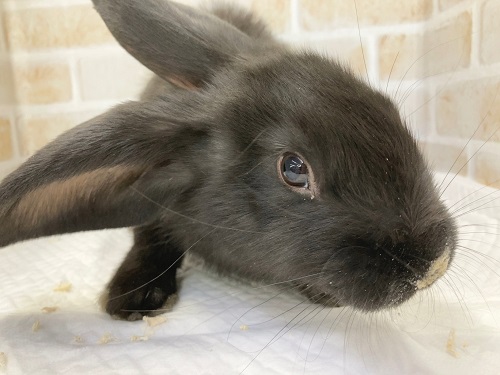 フレミッシュジャイアント