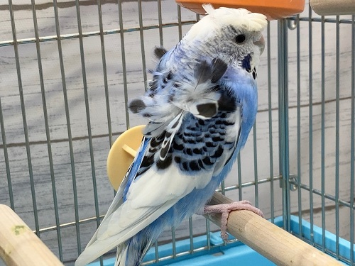 羽衣セキセイ(ブルーパイド) 成長した子が来ました! 羽衣セキセイインコ