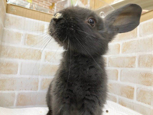 フレミッシュジャイアント