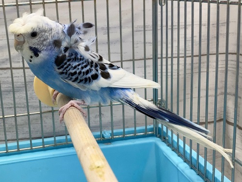 羽衣セキセイ(ブルーパイド) 成長した子が来ました! 羽衣セキセイインコ