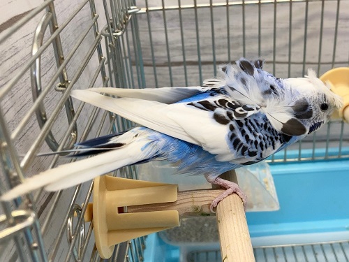 羽衣セキセイ(ブルーパイド) 成長した子が来ました! 羽衣セキセイインコ