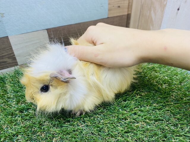 アビシニアンモルモット