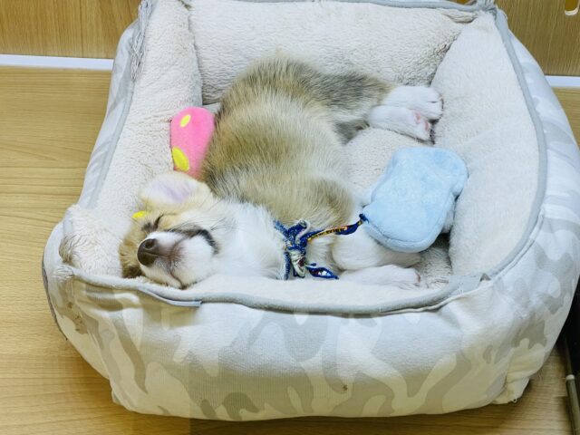 ウェルシュコーギー・ペンブローグ