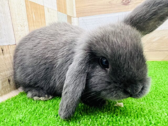 ロップイヤーラビット