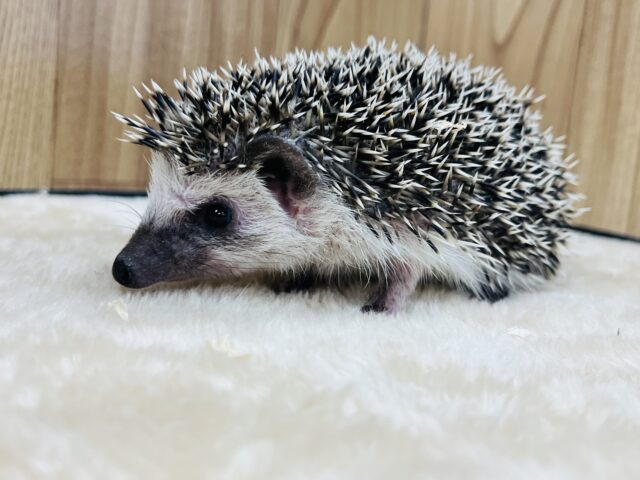 ハリネズミ（ヨツユビハリネズミ）