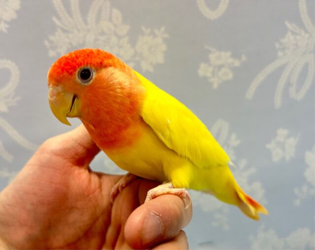 コザクラインコ（小桜インコ）