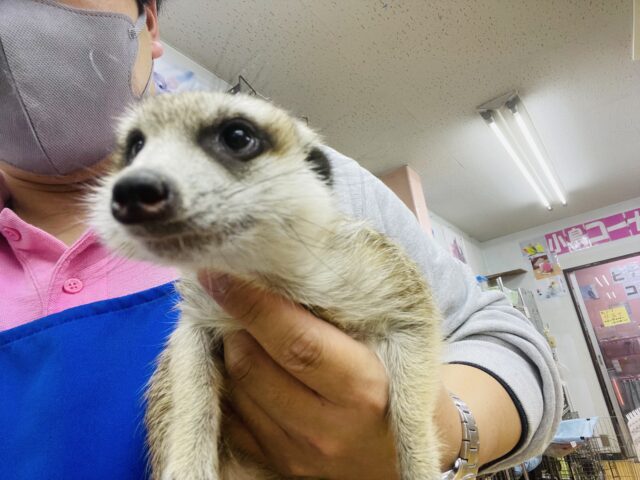 ミーアキャット