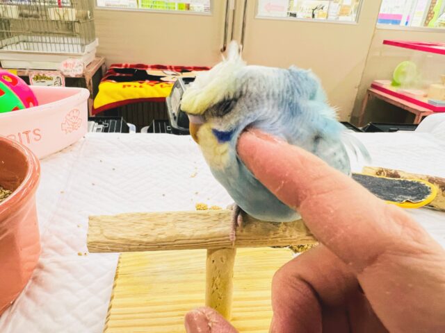 羽衣セキセイインコ