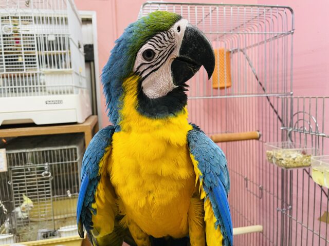 ルリコンゴウインコ