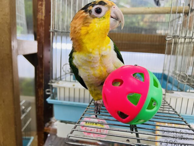 愛嬌たっぷりなインコさん♪シロハラインコ! シロハラインコ