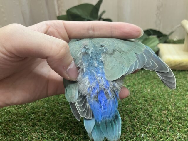 コザクラインコ（小桜インコ）