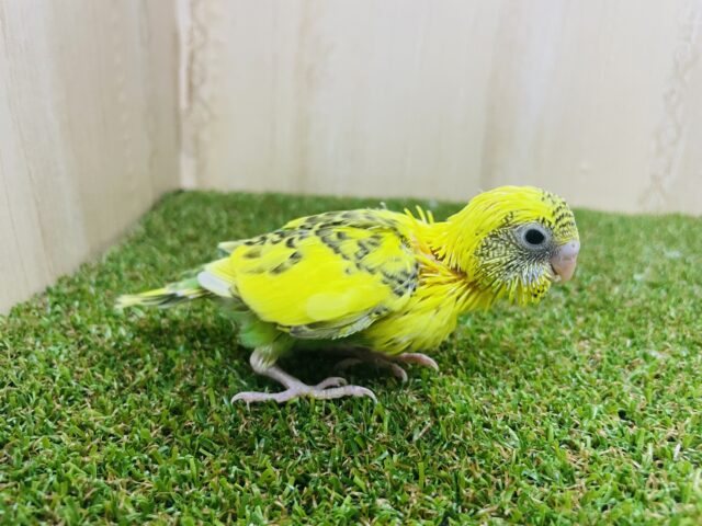 セキセイインコ