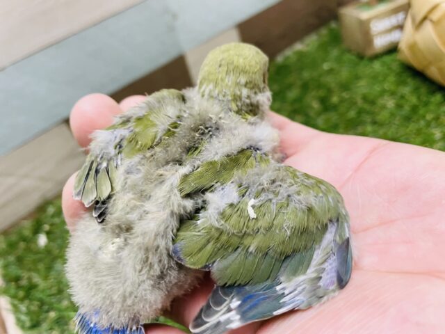 コザクラインコ（小桜インコ）