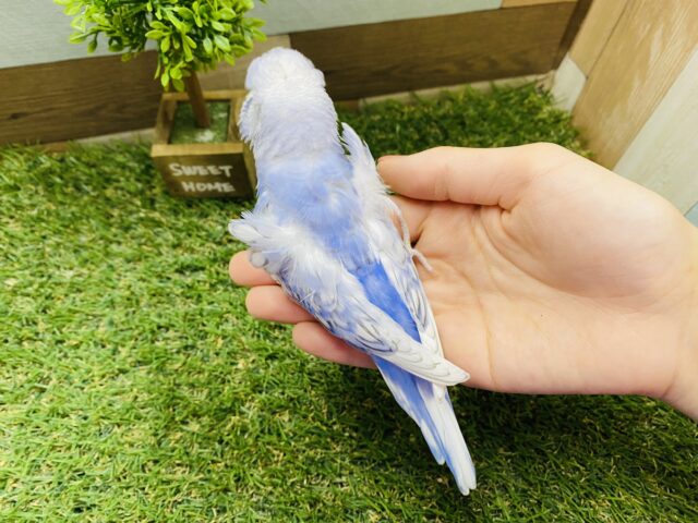羽衣セキセイインコ